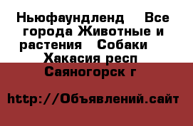 Ньюфаундленд  - Все города Животные и растения » Собаки   . Хакасия респ.,Саяногорск г.